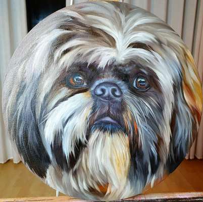 Foto's und Hundemodels-Beitrag-Bild