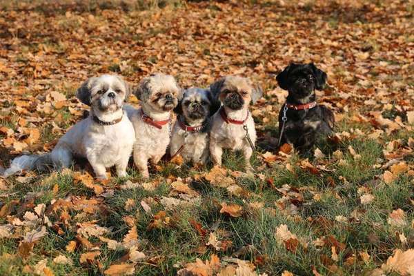 Dein Hund im Dogorama-Kalender 2021-Beitrag-Bild