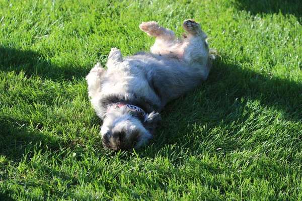 Dein Hund im Dogorama-Kalender 2021-Beitrag-Bild