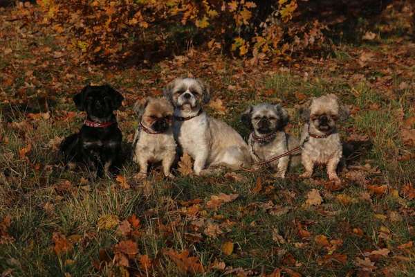 Dein Hund im Dogorama-Kalender 2021-Beitrag-Bild