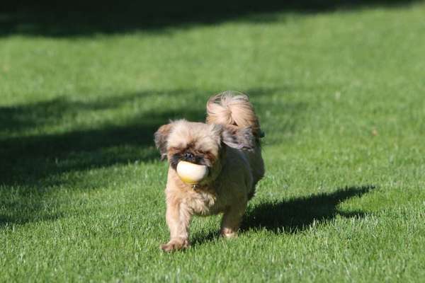 Dein Hund im Dogorama-Kalender 2021-Beitrag-Bild