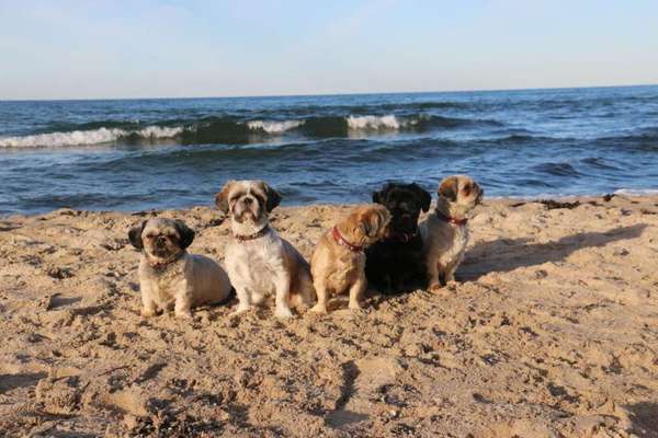 Dein Hund im Dogorama-Kalender 2021-Beitrag-Bild