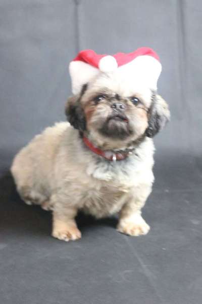 Dein Hund im Dogorama-Kalender 2021-Beitrag-Bild