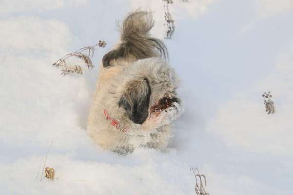 Dein Hund im Dogorama-Kalender 2021-Beitrag-Bild