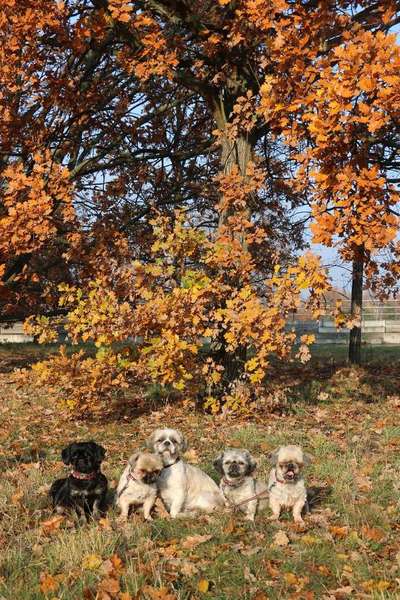 Dein Hund im Dogorama-Kalender 2021-Beitrag-Bild