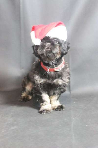 Dein Hund im Dogorama-Kalender 2021-Beitrag-Bild