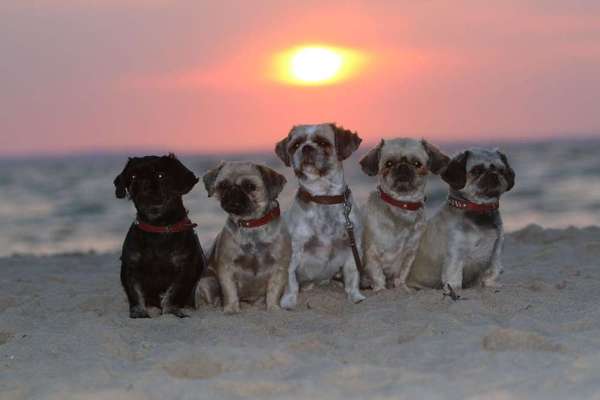Wo seid ihr gerade mit euren Hunden?-Beitrag-Bild