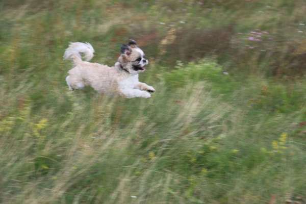 Dein Hund im Dogorama-Kalender 2021-Beitrag-Bild