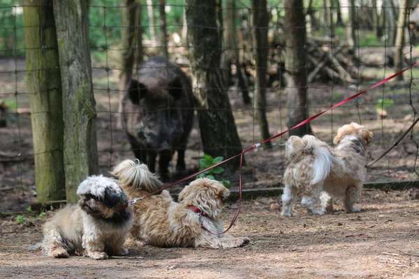 Dein Hund im Dogorama-Kalender 2021-Beitrag-Bild