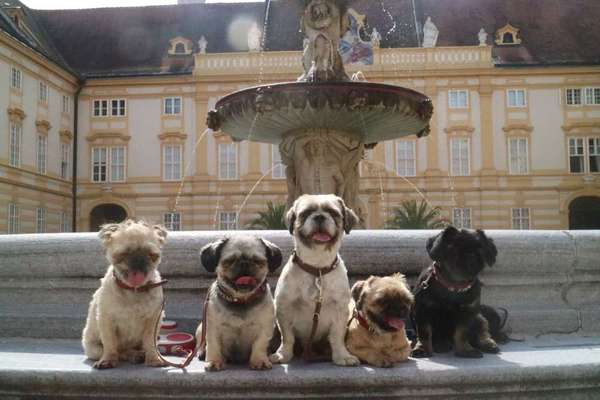 Foto's und Hundemodels-Beitrag-Bild