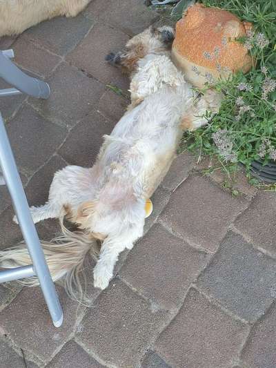 Foto's und Hundemodels-Beitrag-Bild