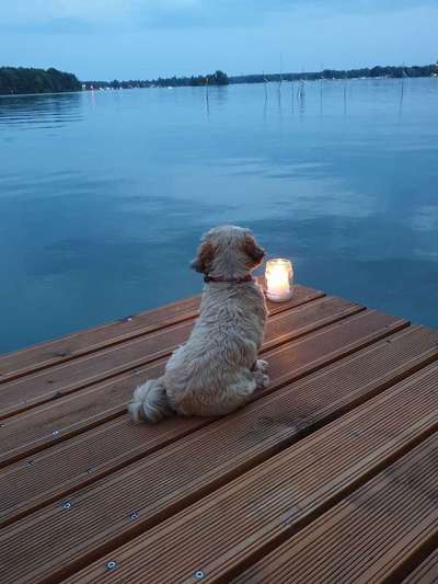 Dein Hund im Dogorama-Kalender 2021-Beitrag-Bild