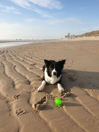 Dogorama-Monats-Challenge-Mai "Wasser"-Beitrag-Bild