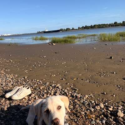 Hundetreffen-Zusammen spielen?-Bild