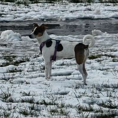 Hundetreffen-Junghunde treffen zum Spielen-Bild