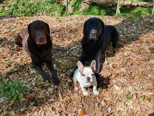 Welpen Bilder !-Beitrag-Bild