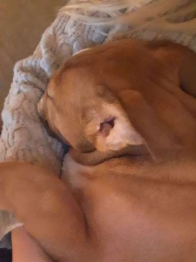 Welpe ist ziemlich wild-Beitrag-Bild