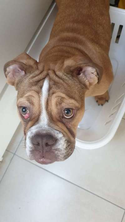 Cherry Eye-Beitrag-Bild