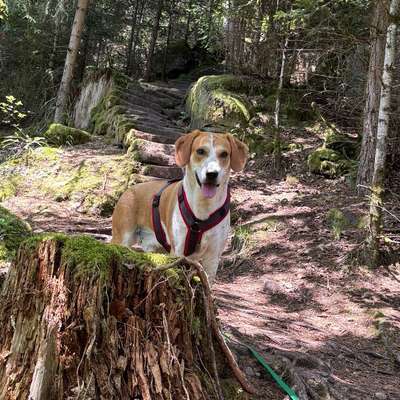 Hundetreffen-Spiel- oder/und Gassirunden-Bild