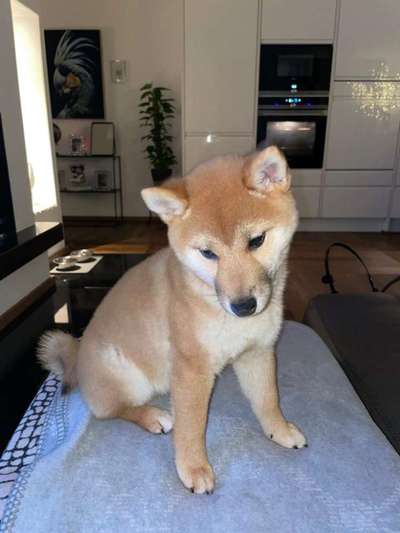 Shiba Inu und andere japanische Rassen!-Beitrag-Bild