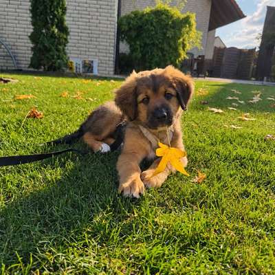 Hundetreffen-Welpentreff-Bild