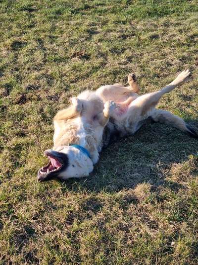 Fotosammlung: ,,Der natürliche Hund" Unbearbeitet, ungestellt und in Natura-Beitrag-Bild