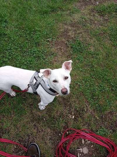 Mischlingshunde Foto Aufruf-Beitrag-Bild