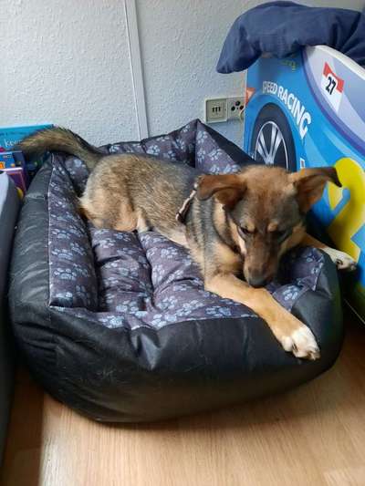 Welche Hunderasse-Beitrag-Bild