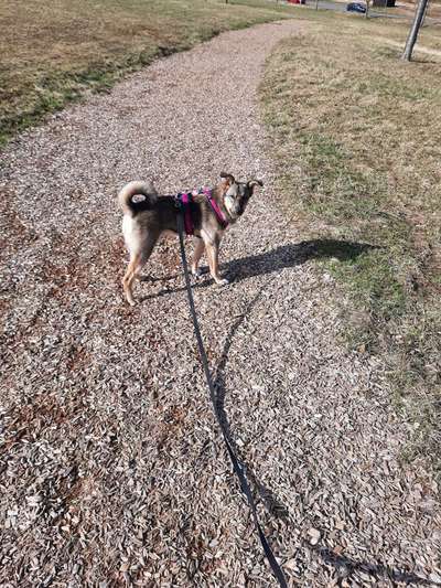 Sibirisch Europäisch Laika-Beitrag-Bild