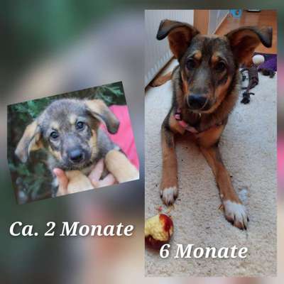 Welpen Bilder !-Beitrag-Bild