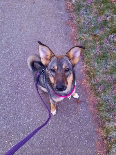 Dogorama Photo Challenge - Hundeblick zum hinschmelzen-Beitrag-Bild