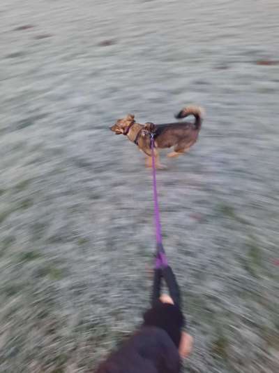 Fotochallenge 66 ~ Rennaction -Zeig deinen Hund im Lauf-Beitrag-Bild