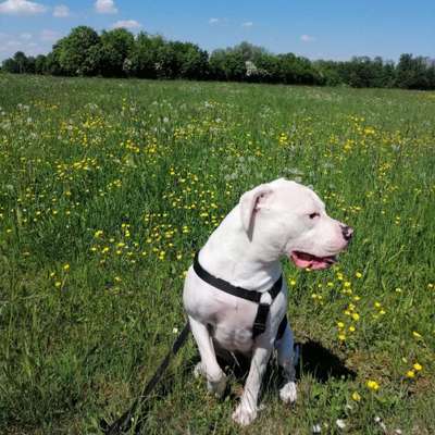 Hundetreffen-Suche andere welpen für meine kleine-Bild