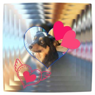 Die Dogorama Kalender Challenge Teil 1/4-Beitrag-Bild