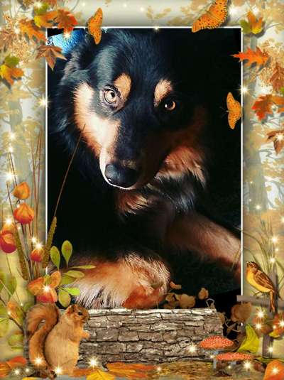 Die Dogorama Kalender Challenge Teil 1/4-Beitrag-Bild