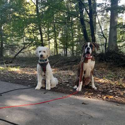 Hundetreffen-Gassitreffen-Bild