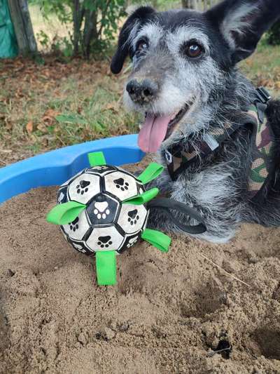 Mischlingshunde Foto Aufruf-Beitrag-Bild