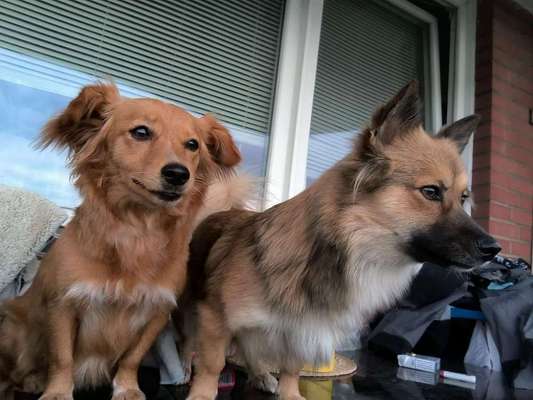 TierschutzhundeStammtisch🐕-Beitrag-Bild