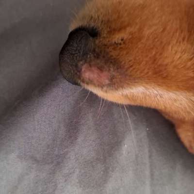 Hautveränderung an Nase-Beitrag-Bild