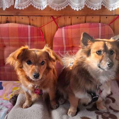 Hundetreffen-Spielen und Buddys finden-Bild