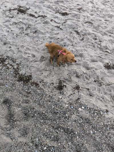 Ostsee mit Hund - Hundestrandnähe-Beitrag-Bild