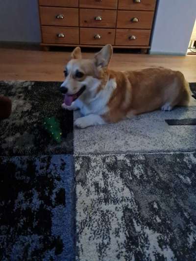 Corgis und ihre persönlichen Hofangestellten-Beitrag-Bild