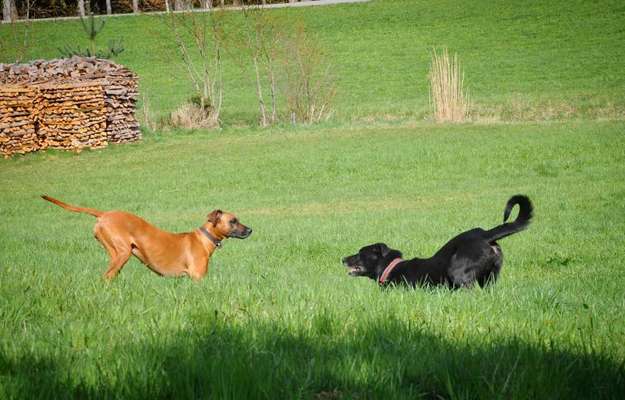 Farben Fotochallenge Thema ,,Grün"-Beitrag-Bild