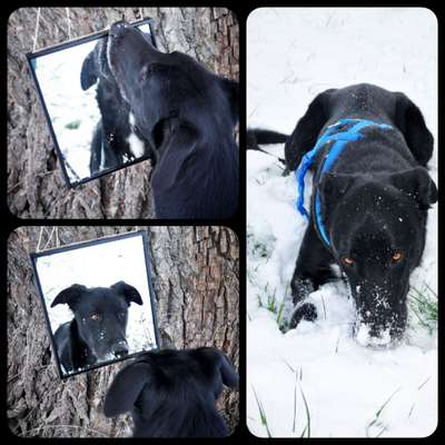 Black dogs are beautiful-Beitrag-Bild