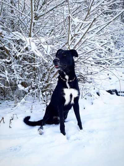 Dogorama Photo Challenge - Winterstimmung-Beitrag-Bild