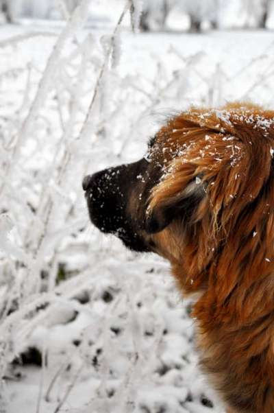 Dogorama Photo Challenge - Winterstimmung-Beitrag-Bild