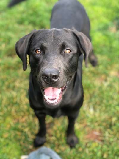 Wo sind meine Labrador Freunde-Beitrag-Bild