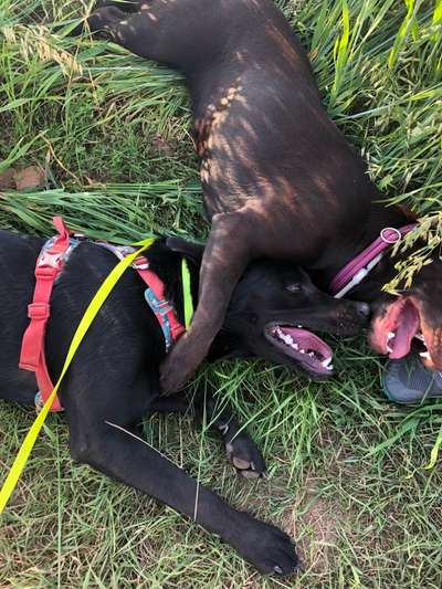 Die Dogorama Wochen Challenge "Friends will be Friends"-Beitrag-Bild