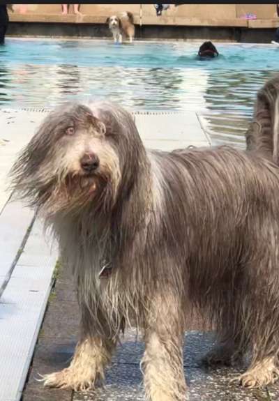 Dogorama-Monats-Challenge-Mai "Wasser"-Beitrag-Bild