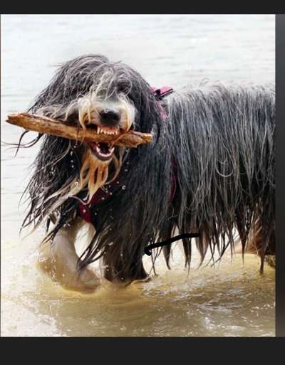 Dogorama-Monats-Challenge-Mai "Wasser"-Beitrag-Bild